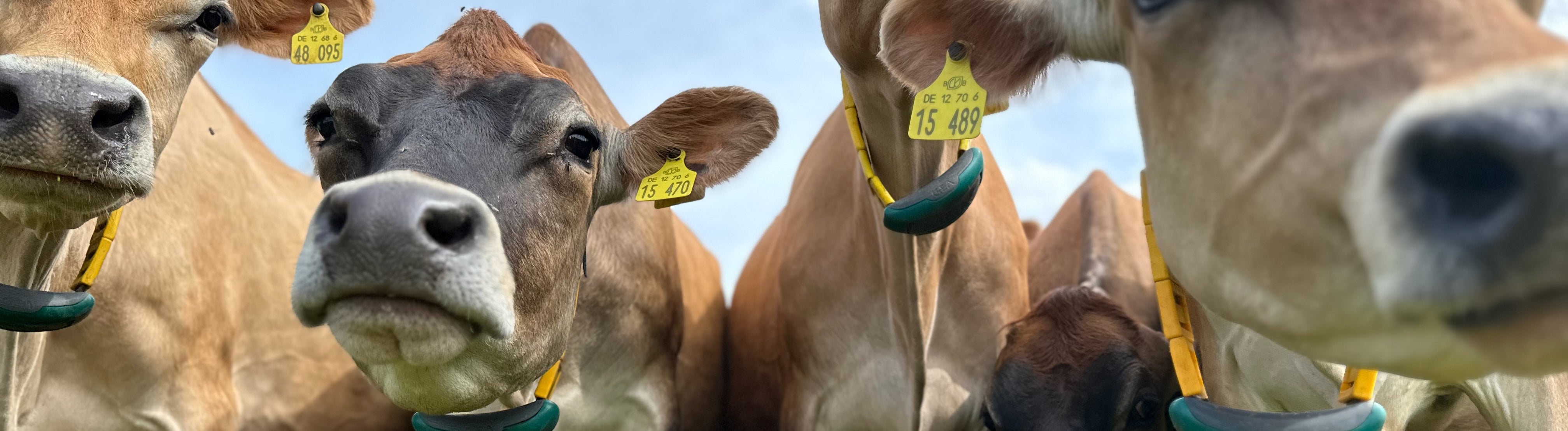 Zu Besuch bei Urstorm Kaese in Brandenburg