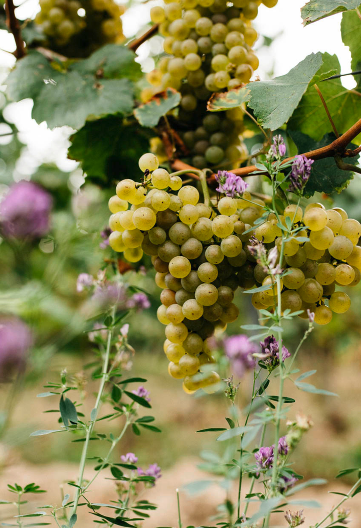 Ein Abend mit Weingut Michael Andres | 24.10.25 | 18-21 Uhr